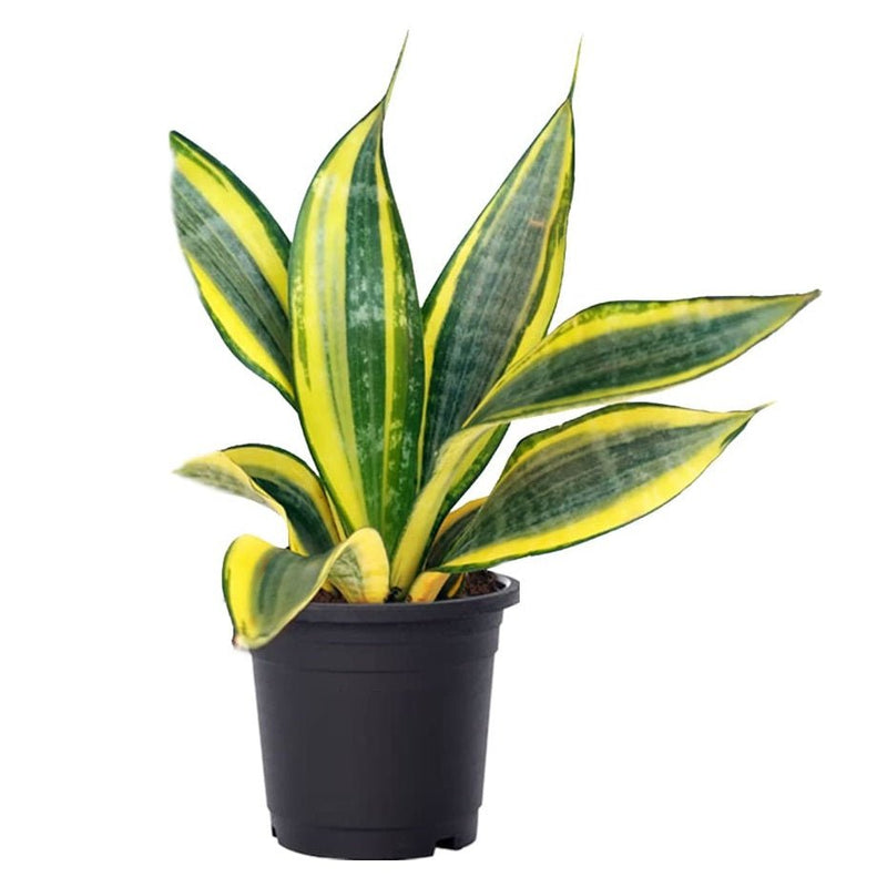 Snake Plant Golden - 8" Pot