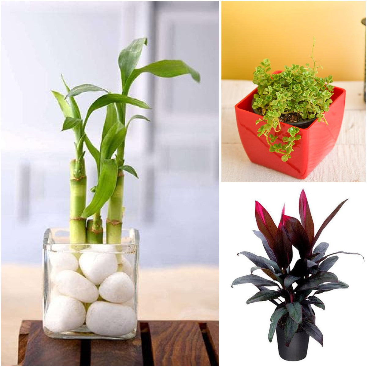 Pack of 3: Lucky Bamboo, Baby Tears & Dracaena — Low-Light Trio