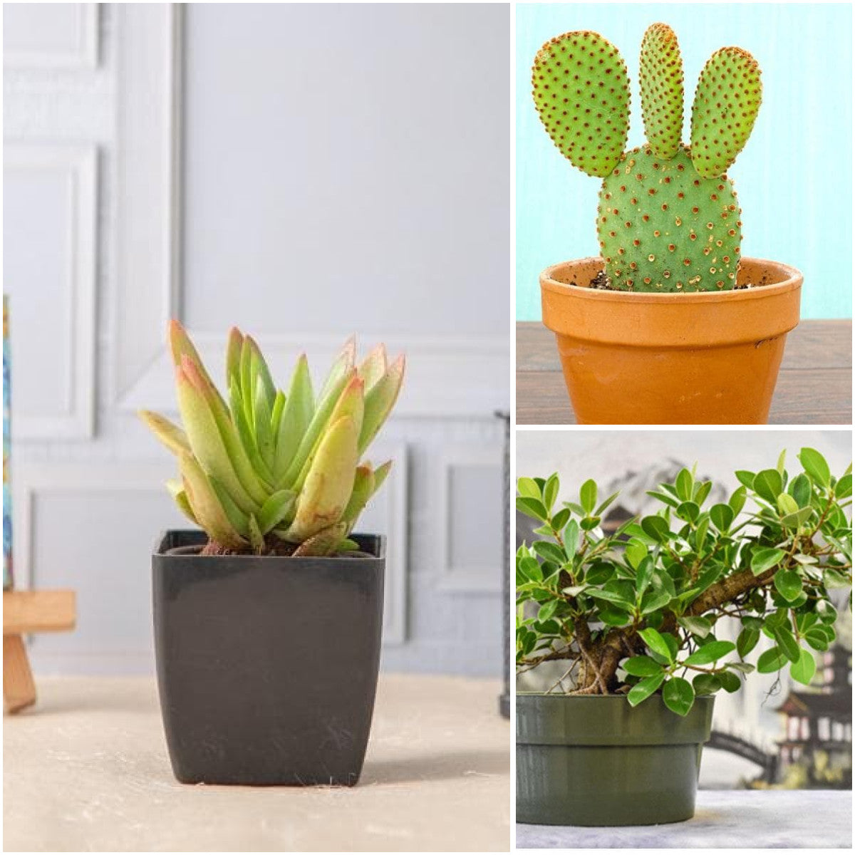 Pack of 3: Crassula, Opuntia & Ficus — Sunny Balcony Trio
