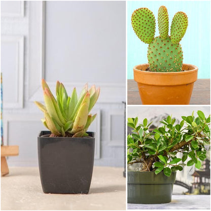 Pack of 3: Crassula, Opuntia & Ficus — Sunny Balcony Trio
