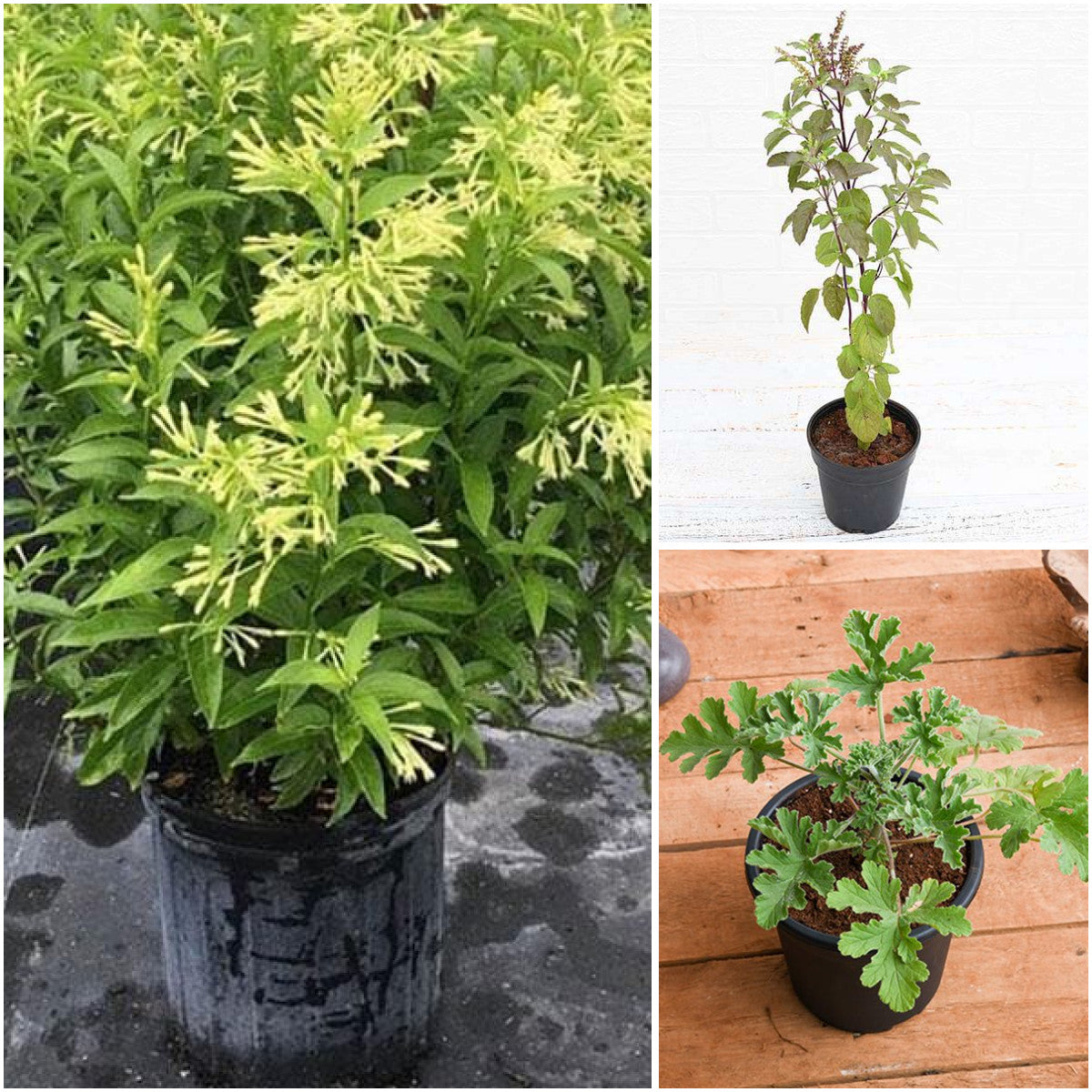 Pack of 3: Raat Ki Rani, Krishna Tulsi & Citronella Full-Sun Trio