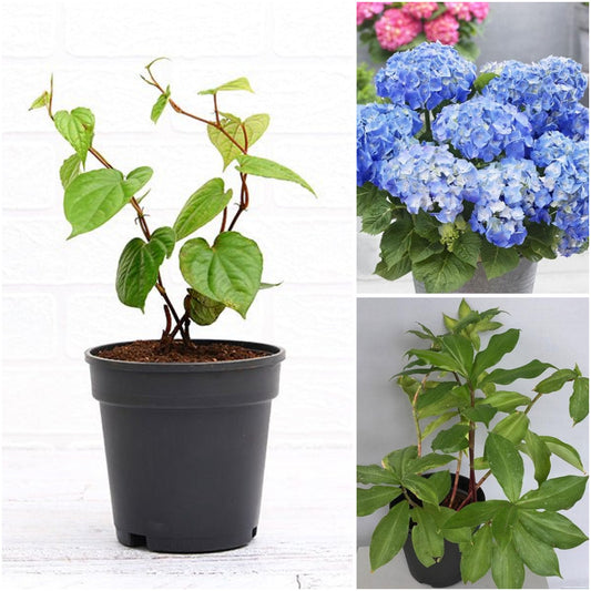 Pack of 3: Insulin Plant, Paan & Hydrangea – Partial-Shade Trio