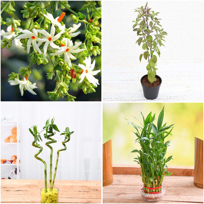Pack of 4: Vastu Plants Pack – Parijat, Krishna Tulsi & Lucky Bamboo