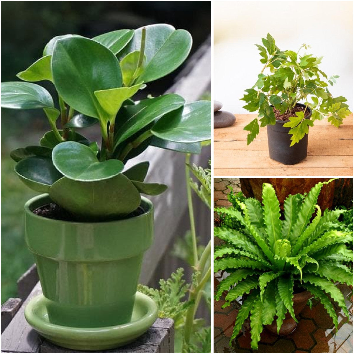 Pack of 3: Pet-Safe Indoor Trio: Peperomia, Grape Ivy & Bird Nest Fern
