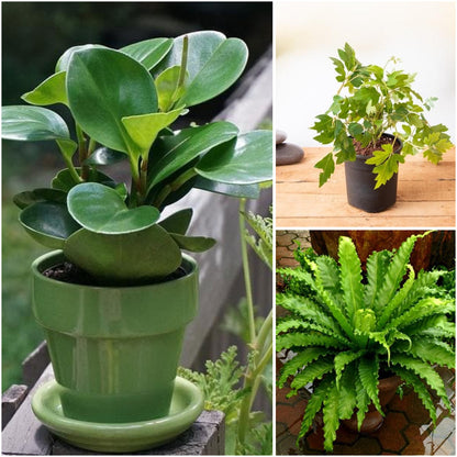 Pack of 3: Pet-Safe Indoor Trio: Peperomia, Grape Ivy & Bird Nest Fern