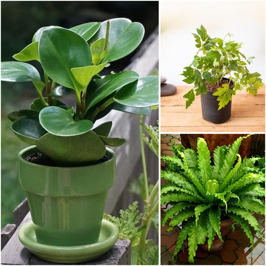 Pack of 3: Pet-Safe Indoor Trio: Peperomia, Grape Ivy & Bird Nest Fern
