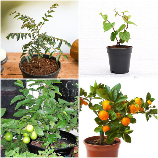 Pack of 4: Sacred Pooja Plants: Curry Leaf, Paan, Lemon & Orange
