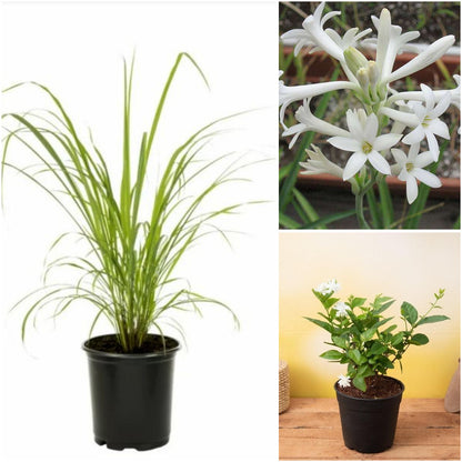 Pack of 3: Home Apothecary Medicinal Trio – Mogra, Rajnigandha & Lemon Grass