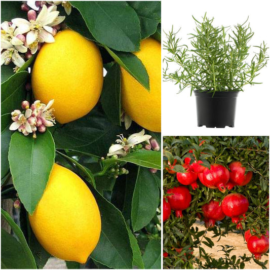 Pack of 3: Lemon, Rosemary & Pomegranate Kitchen Garden Trio