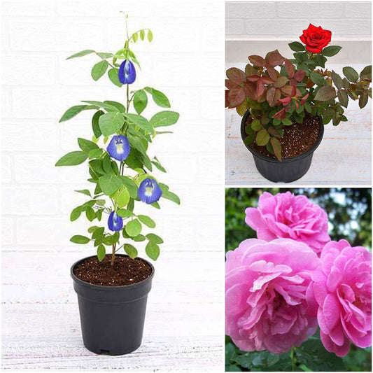 Pack of 3: Damascus Rose & Clitoria Ternatea Flowering Trio