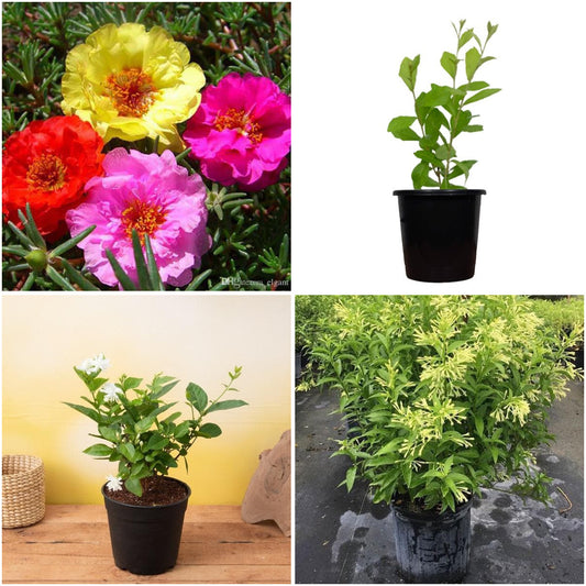 Pack of 4: Raat Ki Rani & Portulaca Beginner Garden Starter Pack