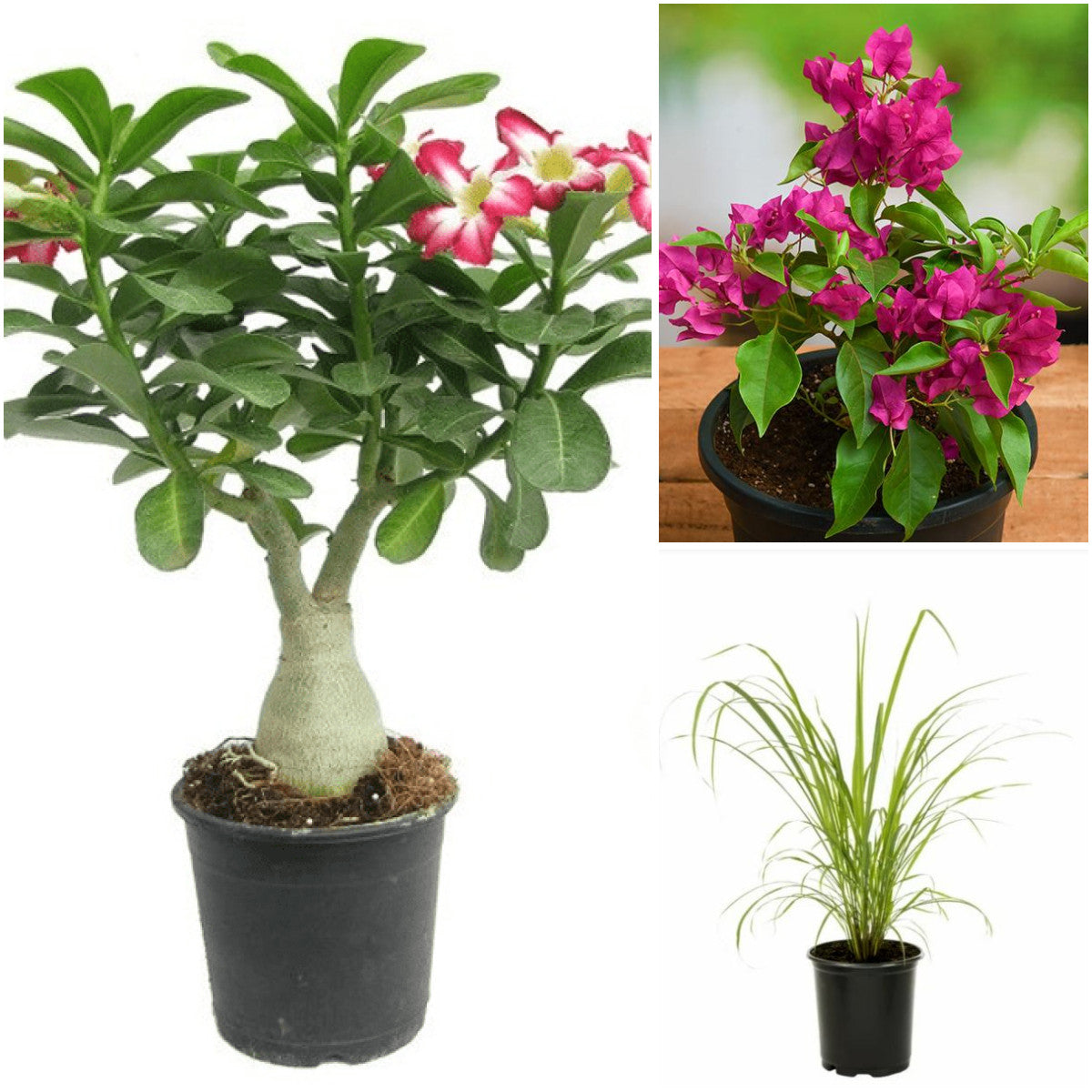 Pack of 3: Hard-to-Kill Trio: Adenium, Bougainvillea & Lemon Grass