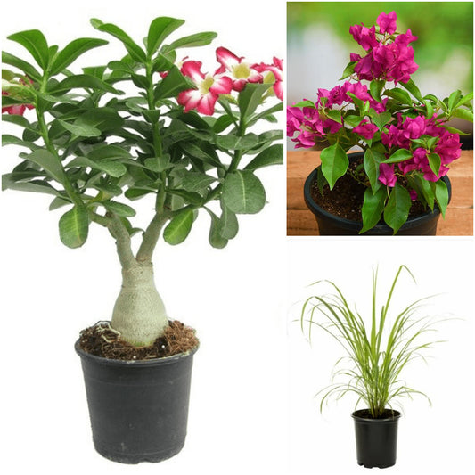 Pack of 3: Hard-to-Kill Trio: Adenium, Bougainvillea & Lemon Grass
