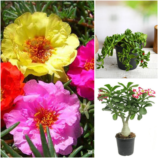 Pack of 3: Desert Rose, Portulaca & Heartleaf Ice Succulent Trio