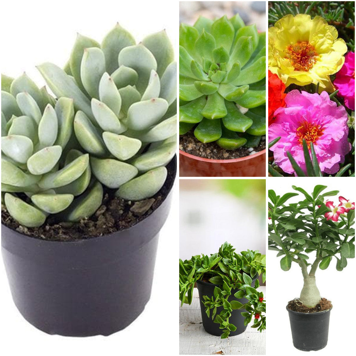 Pack of 5: Adenium & Portulaca Succulent Garden – Pack of 5
