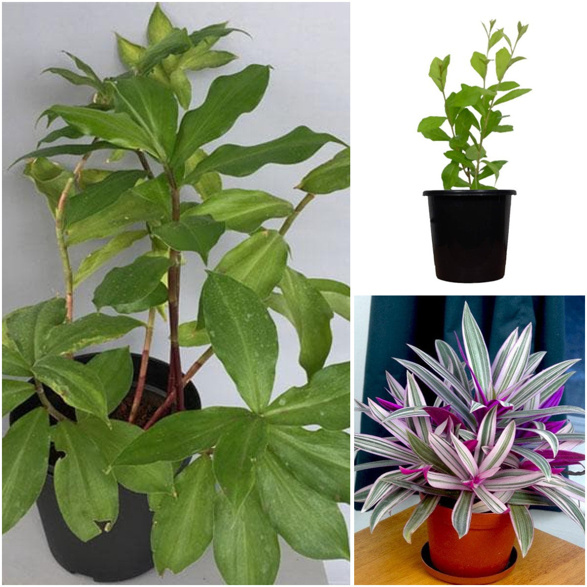 Pack of 3: Insulin Plant, Curtain Creeper & Rhoeo Trio for Lush Green Décor