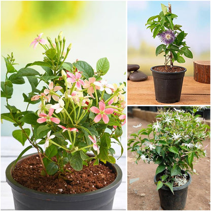 Pack of 3: Krishna Kamal, Madhumalti & Kunda Climber Trio