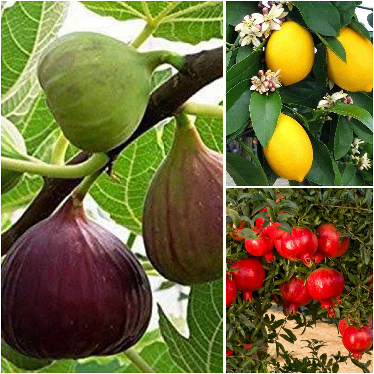 Pack of 3: Fig, Lemon & Pomegranate Fruit Garden Trio