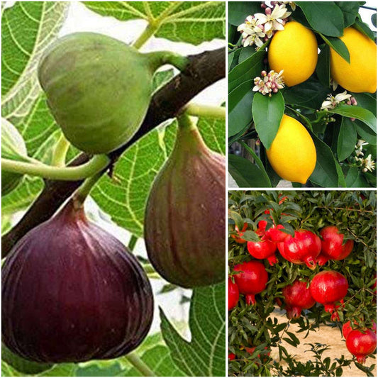 Pack of 3: Fig, Lemon & Pomegranate Fruit Garden Trio