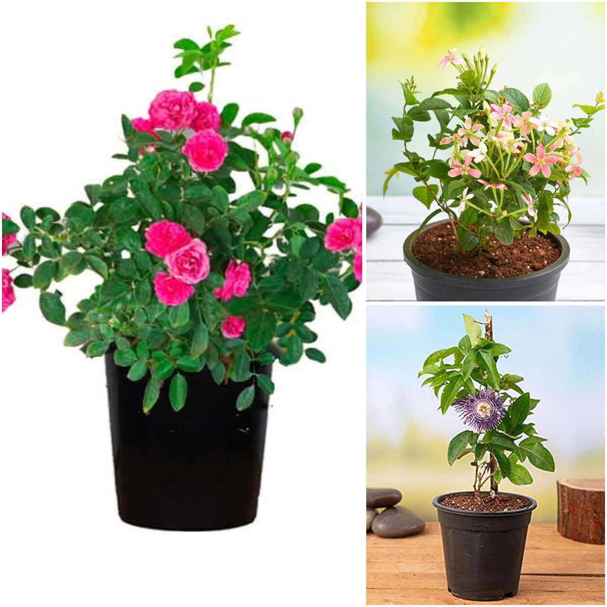 Pack of 3: Krishna Kamal, Mini Rose & Madhumalti Flowering Trio