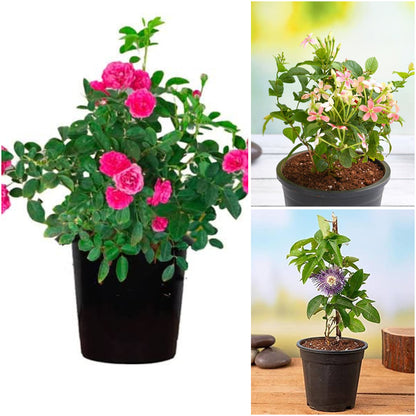 Pack of 3: Krishna Kamal, Mini Rose & Madhumalti Flowering Trio