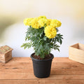 Marigold African Yellow - 6" Pot