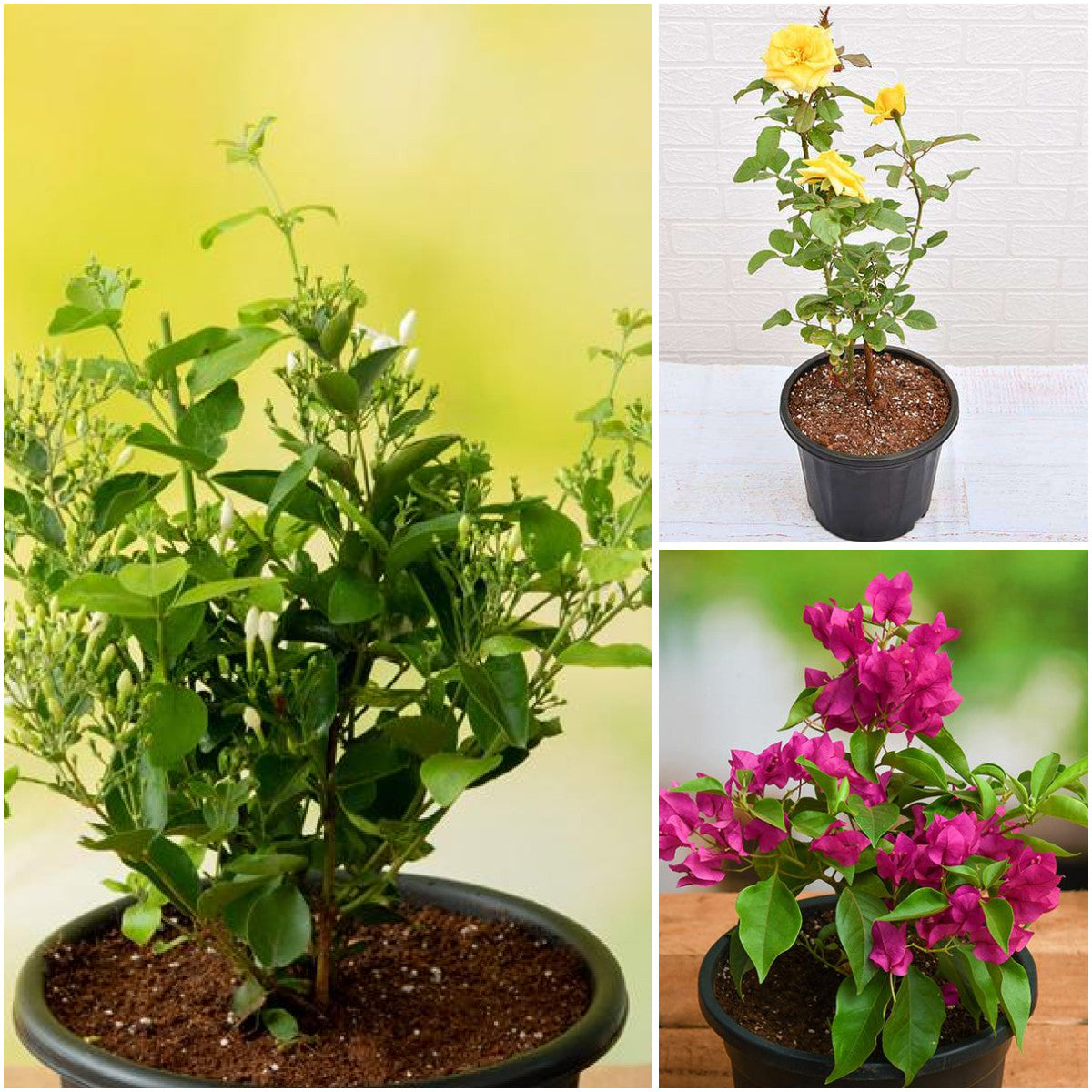 Pack of 3: Juhi, Yellow Rose & Pink Bougainvillea – Spring Blooming Trio