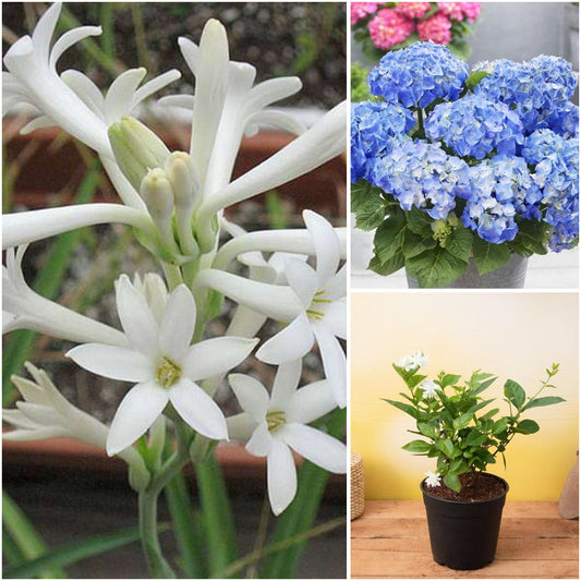 Pack of 3: Rajnigandha, Mogra & Hydrangea Fragrant Garden Trio