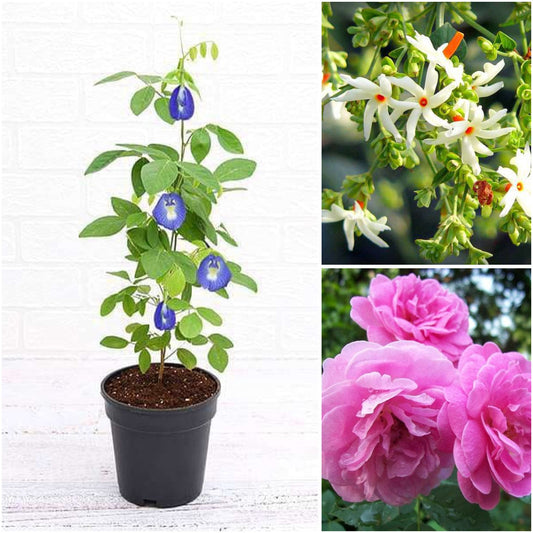 Pack of 3: Monsoon Garden Trio – Parijat, Damascus Rose & Butterfly Pea