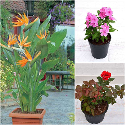 Pack of 3: Winter Bloom Trio: Bird of Paradise, Vinca & Red Rose