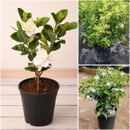 Pack of 3: Gardenia, Raat Ki Rani & Kunda – White Fragrant Trio
