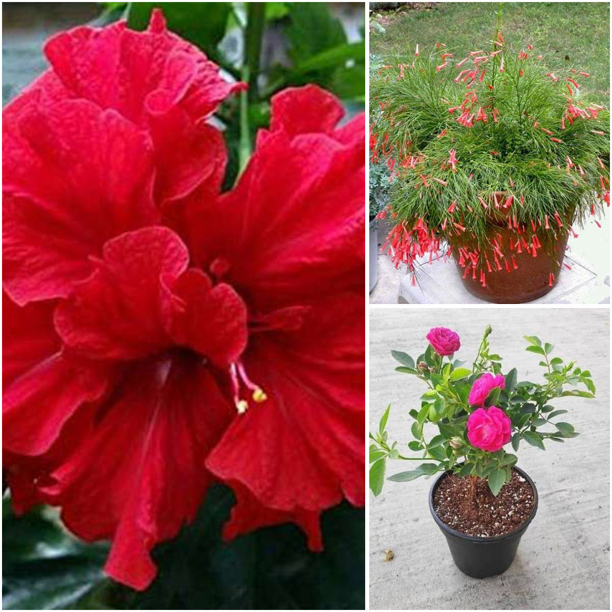 Pack of 3: Red Hibiscus, Russelia & Rose Flowering Trio