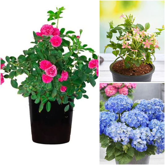 Pack of 3: Pink Blooms Trio: Miniature Rose, Hydrangea & Rangoon Creeper