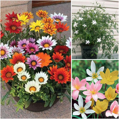 Pack of 3: Zephyranthes & Gazania Yellow Flowering Plants Trio