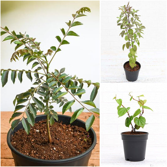 Pack of 3: Krishna Tulsi, Curry Leaf & Paan – Auspicious Housewarming Trio