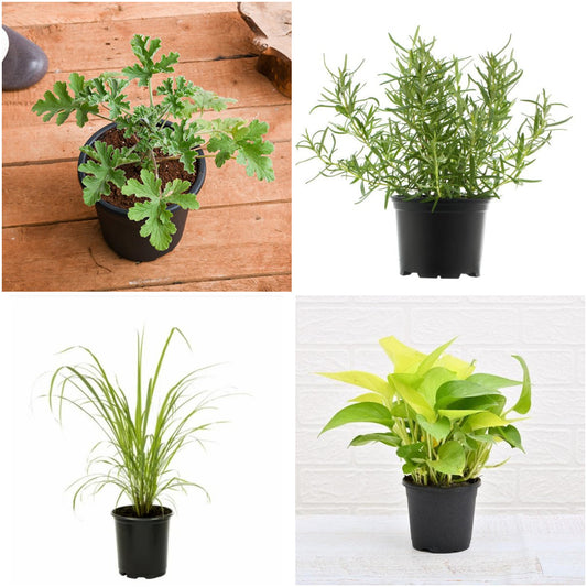 Pack of 4: Mosquito-Repellent & Fragrant Plant Gift Pack