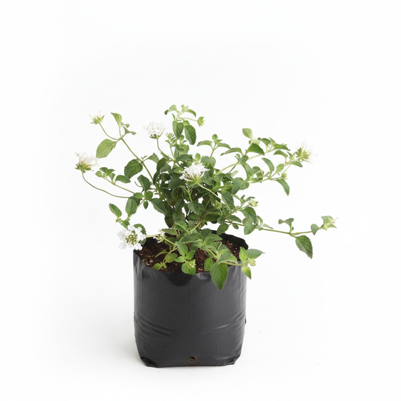 Lantana White - 6" Grow bag