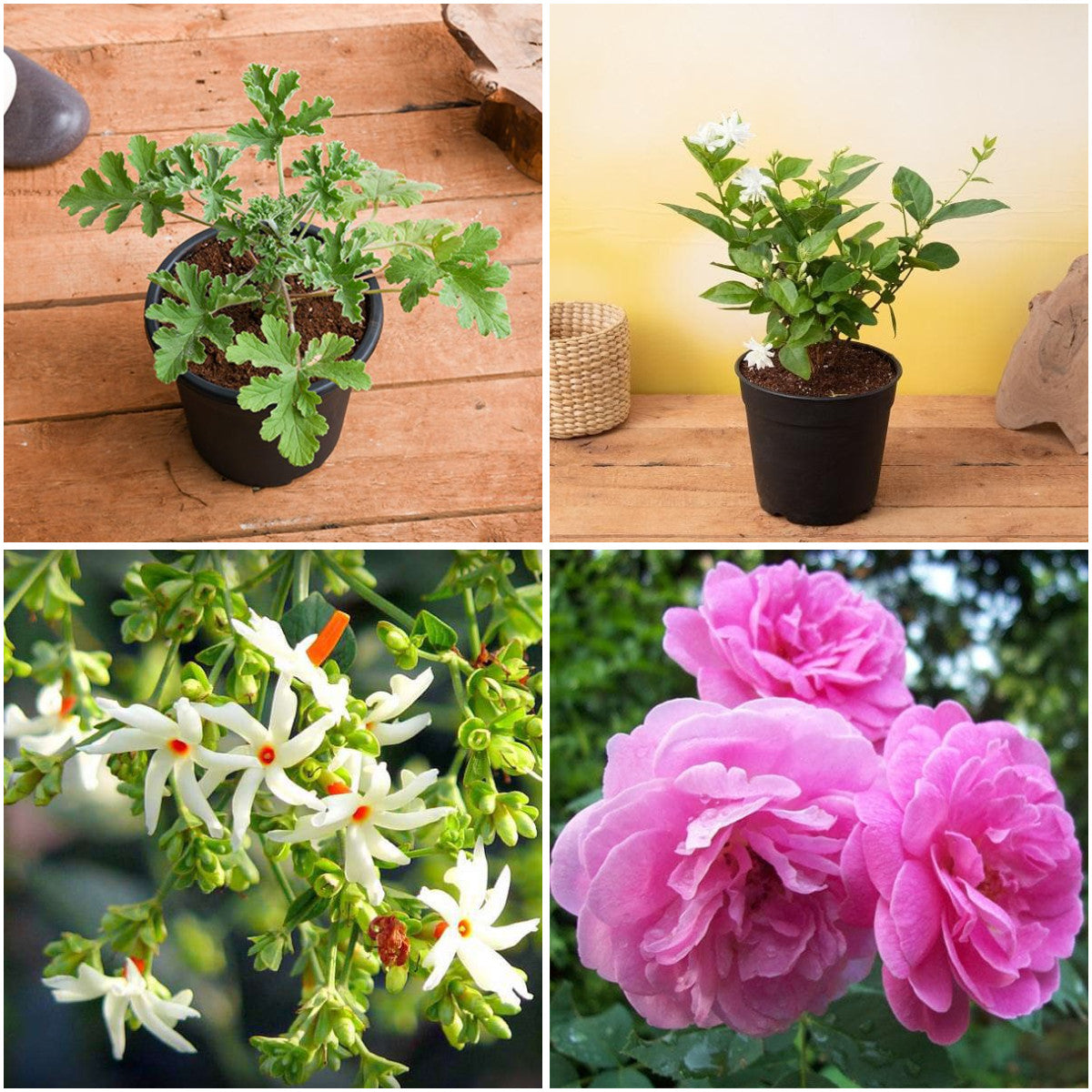 Pack of 4: Diwali Fragrance Garden – Mogra, Parijat & Rose Plants