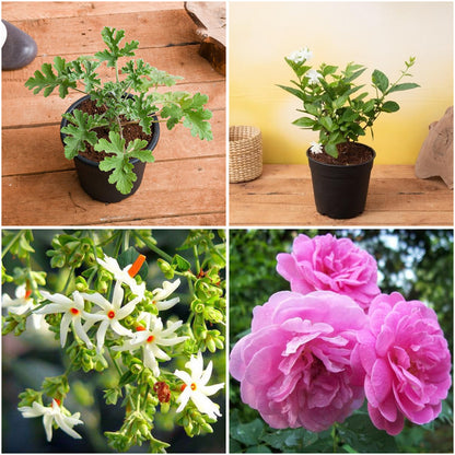 Pack of 4: Diwali Fragrance Garden – Mogra, Parijat & Rose Plants