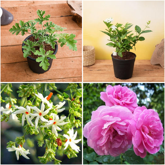 Pack of 4: Diwali Fragrance Garden – Mogra, Parijat & Rose Plants