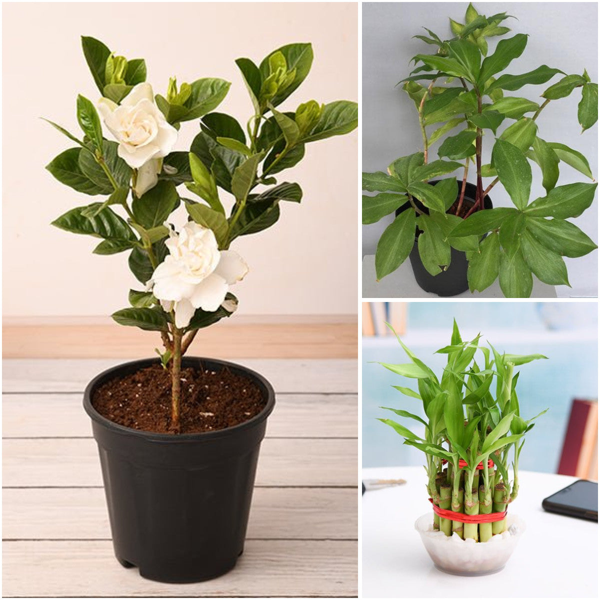 Pack of 3: Gardenia, Insulin Plant & Lucky Bamboo Gift Trio