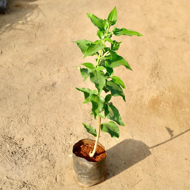 Parijat - 10" Grow bag