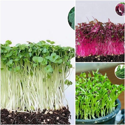 Pack of 3: Broccoli, Amaranthus & Spinach Microgreen Seeds for Home Gardens