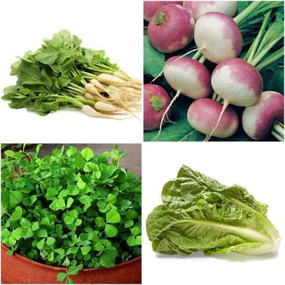 Pack of 4: Grow Your Own Microgreens – Radish, Methi, Lettuce & Turnip Seeds