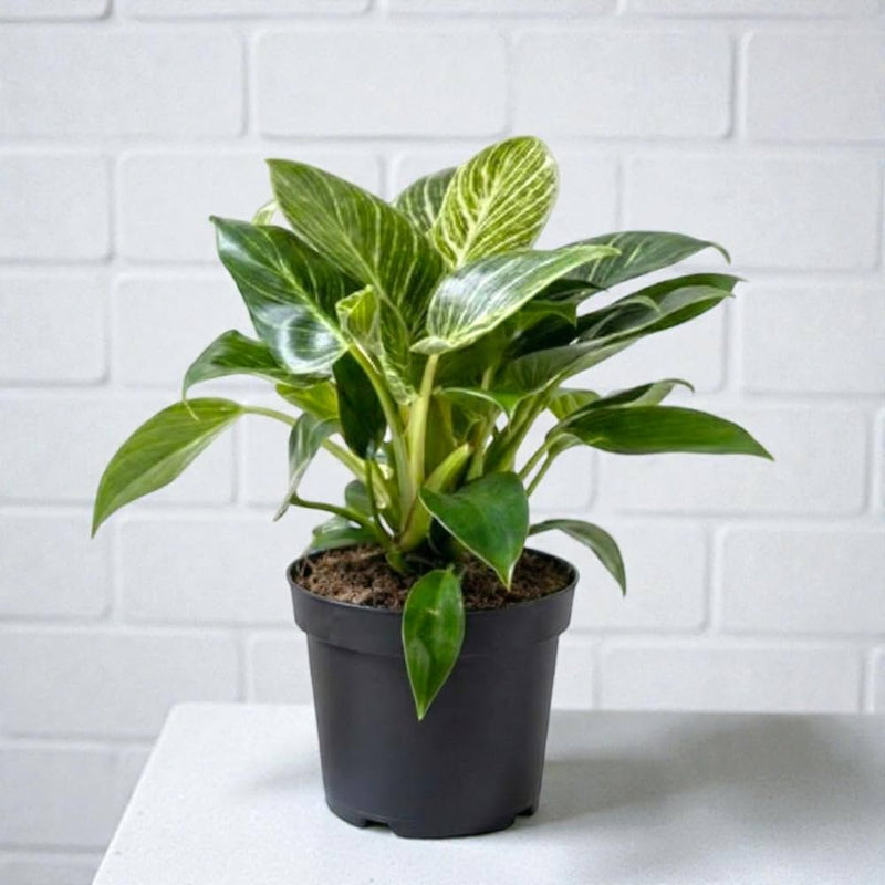 Philodendron Birkin - 4" Pot