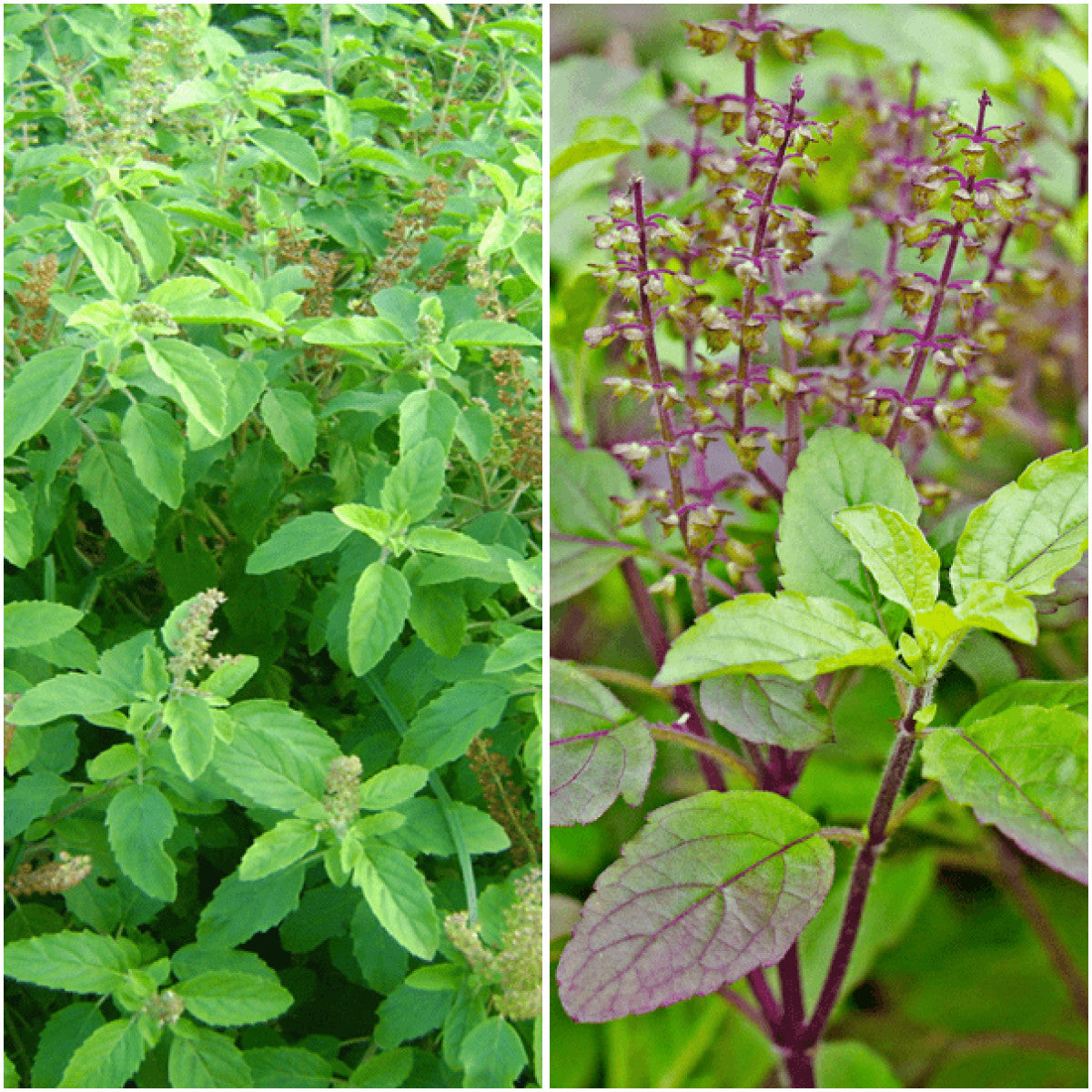 Pack of 2: Rama & Shyama Tulsi Seeds — Sacred Herb Duo for Home Garden