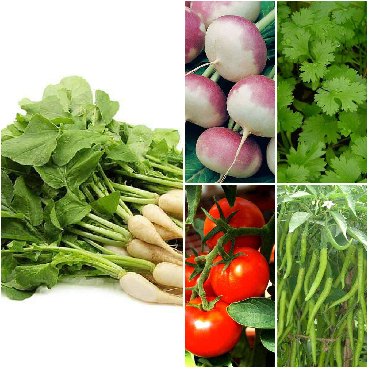 Pack of 5: Grow Your Own Veggies: Radish, Tomato & Coriander Seed Kit