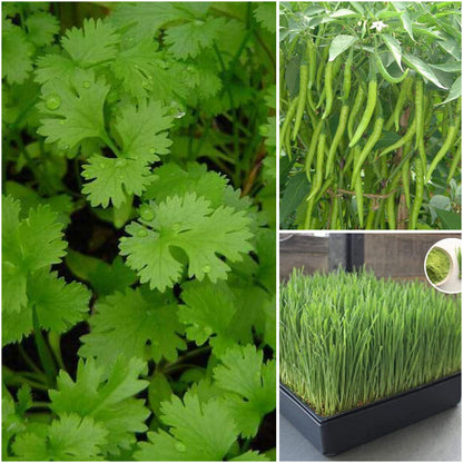 Pack of 3: Grow Coriander, Chilli & Wheatgrass at Home – Desi Veggie Seed Kit