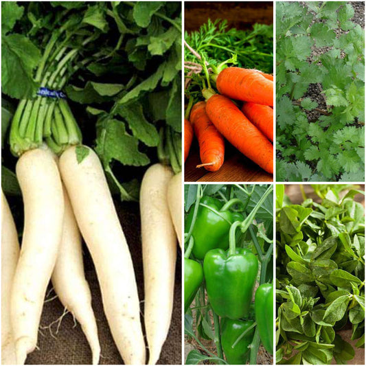 Pack of 5: Kitchen Garden Starter – Radish, Carrot, Coriander, Capsicum & Methi Seeds