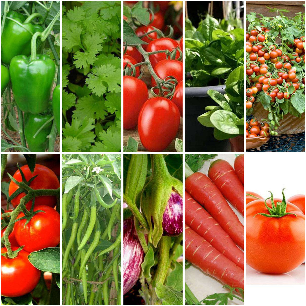 Pack of 10: Kitchen Garden Seeds – Tomato, Chilli, Capsicum & More